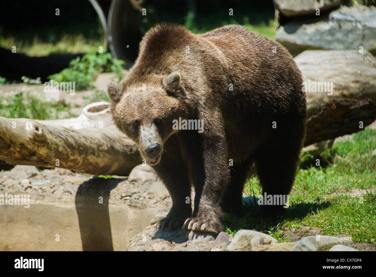 Grizzly bear at the Toronto Zoo. Stock Photo