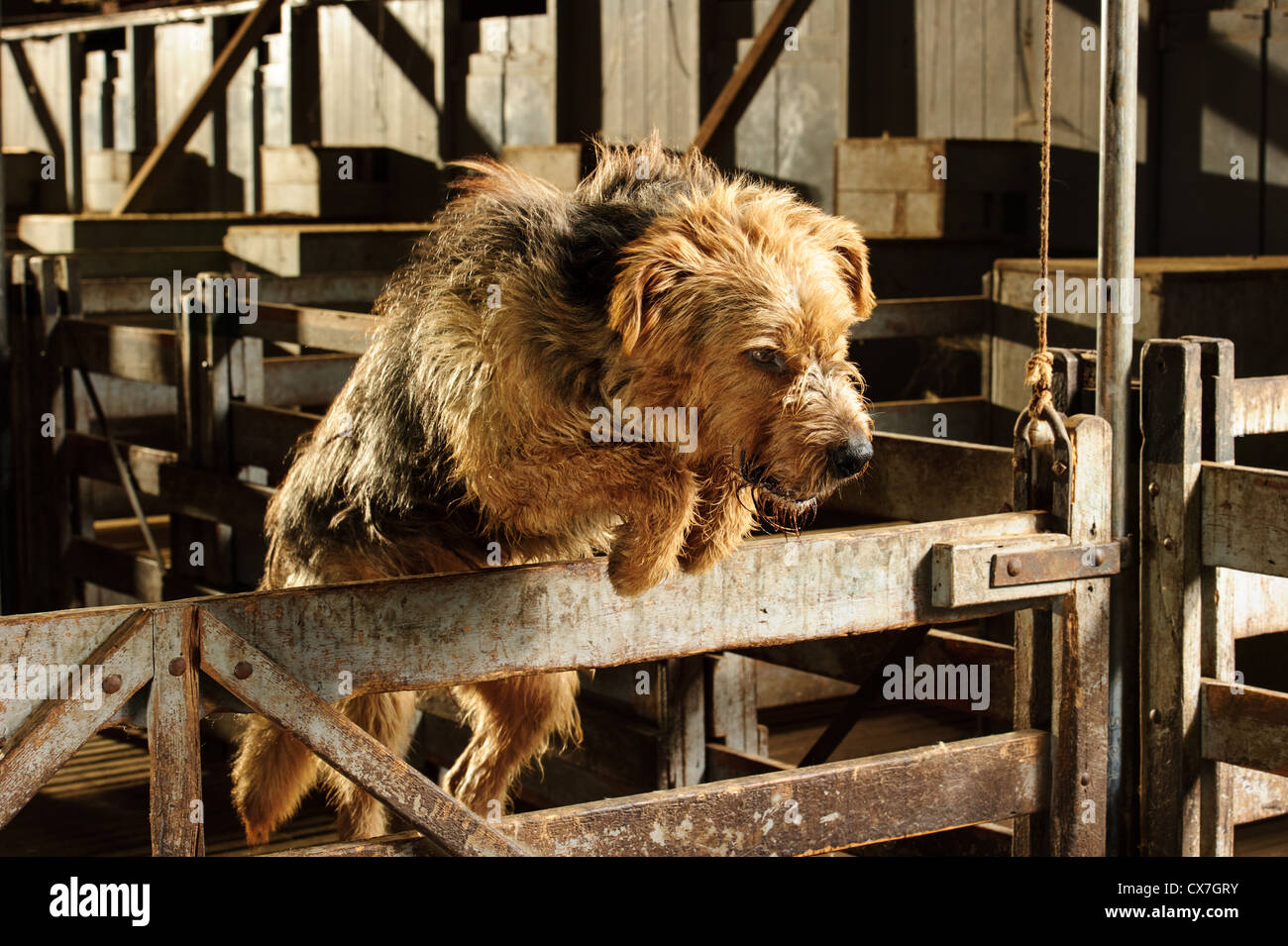 Irish Wolfhound jumps gate in shearing shed Stock Photo Alamy