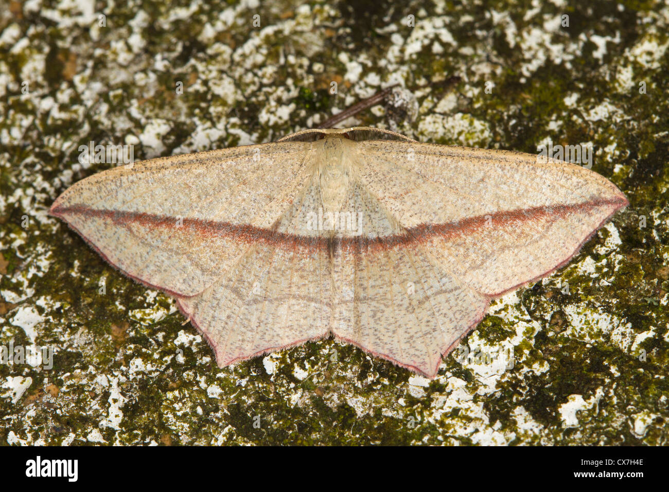 Bloodvein (Timandra comae) moth Stock Photo