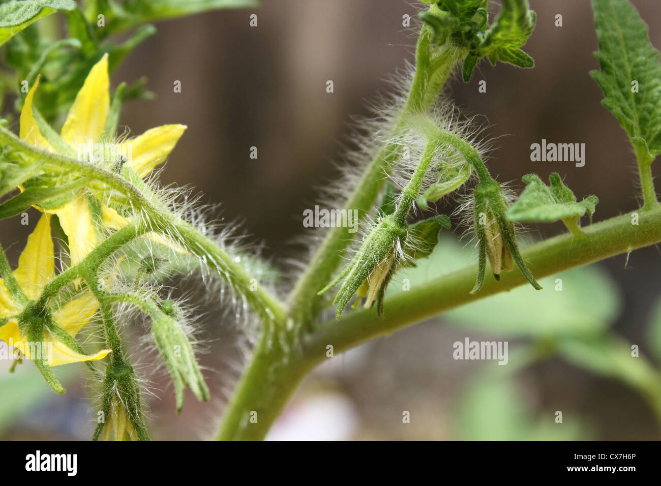 Glandular hairs or trichomes on the stem of a grown tomato plant Stock Photo