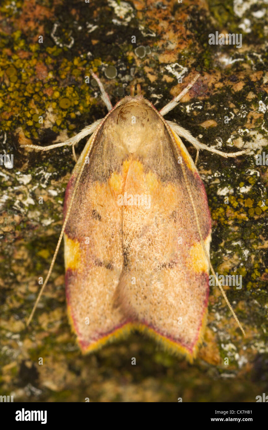 Carcina quercana moth Stock Photo