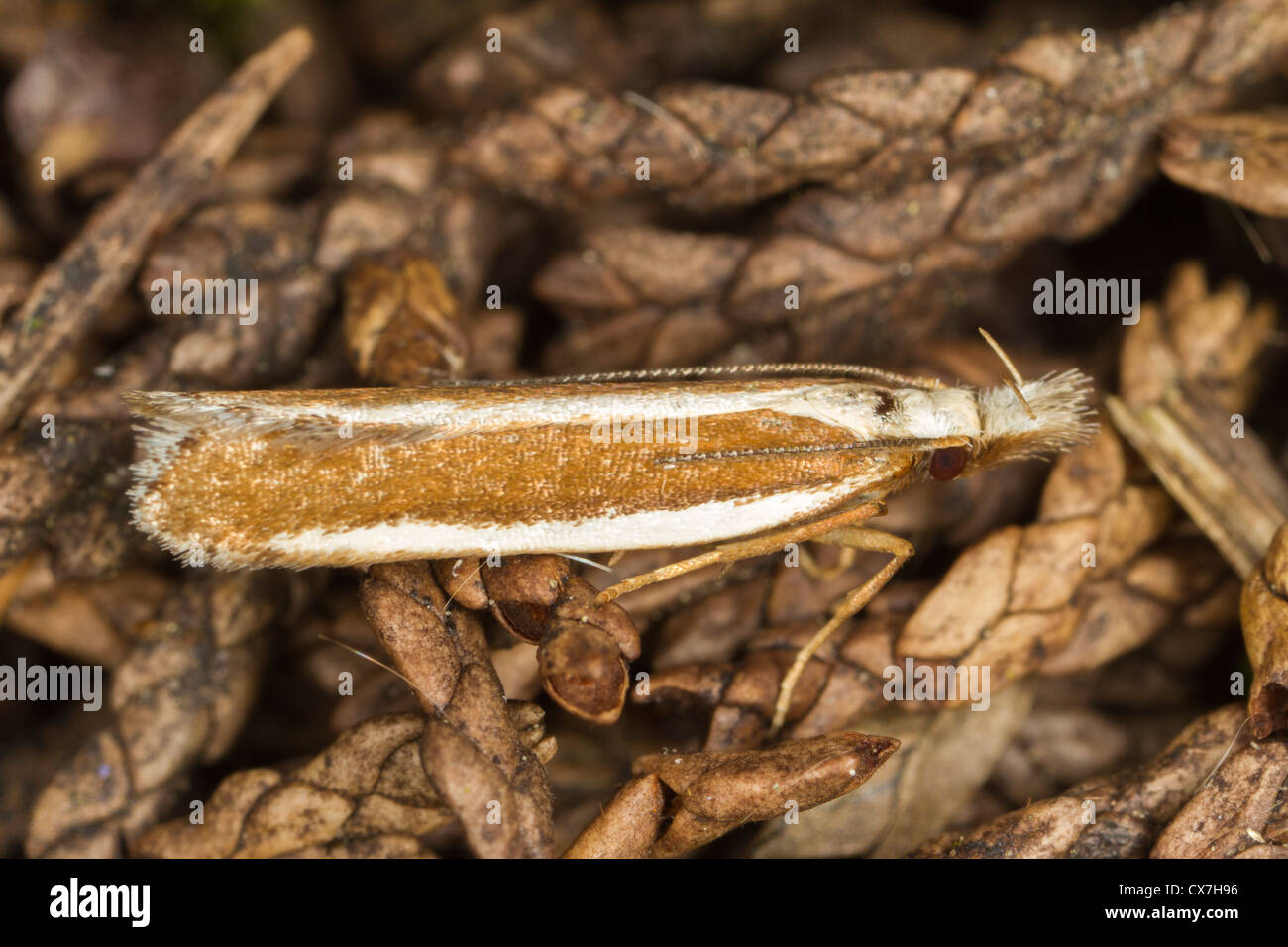 Juniper Webber (Dichromeris marginella) moth Stock Photo