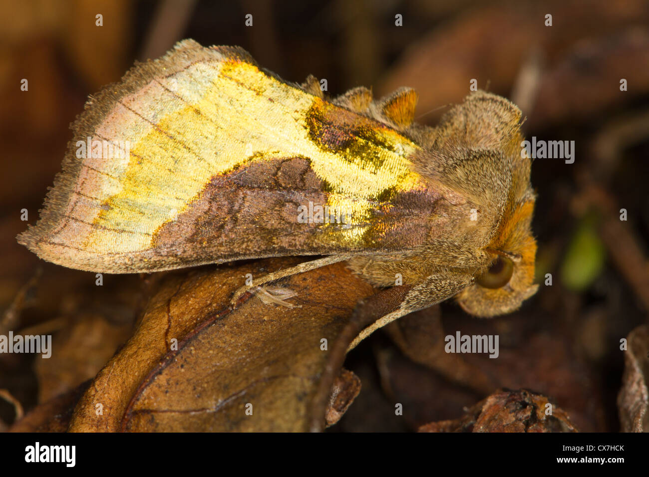Burnished Brass (Diachrysia chrysitis) moth Stock Photo