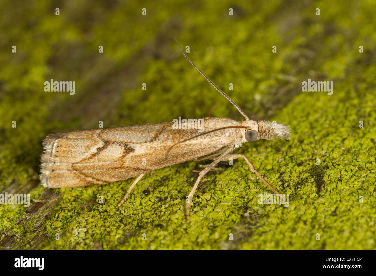 Agriphila geniculea resting on lichen-covered wood Stock Photo