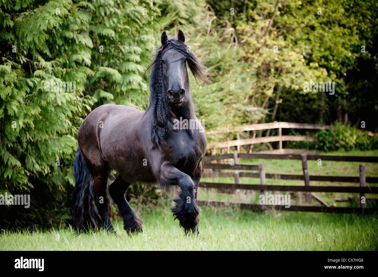 A Horse Galloping In A Field; Saanichton, British Columbia, Canada