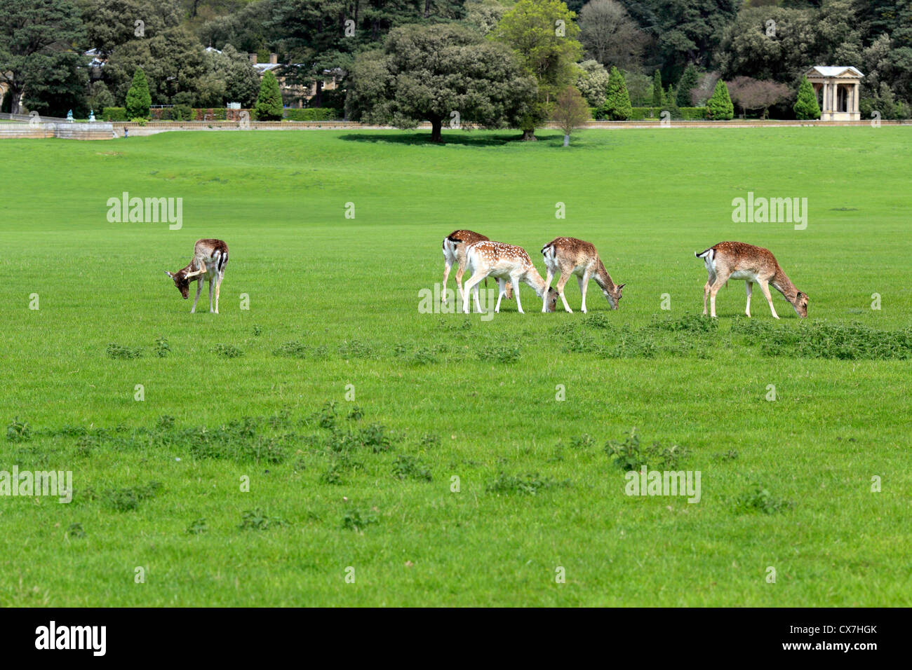 Holkham Hall, Norfolk, England, UK Stock Photo