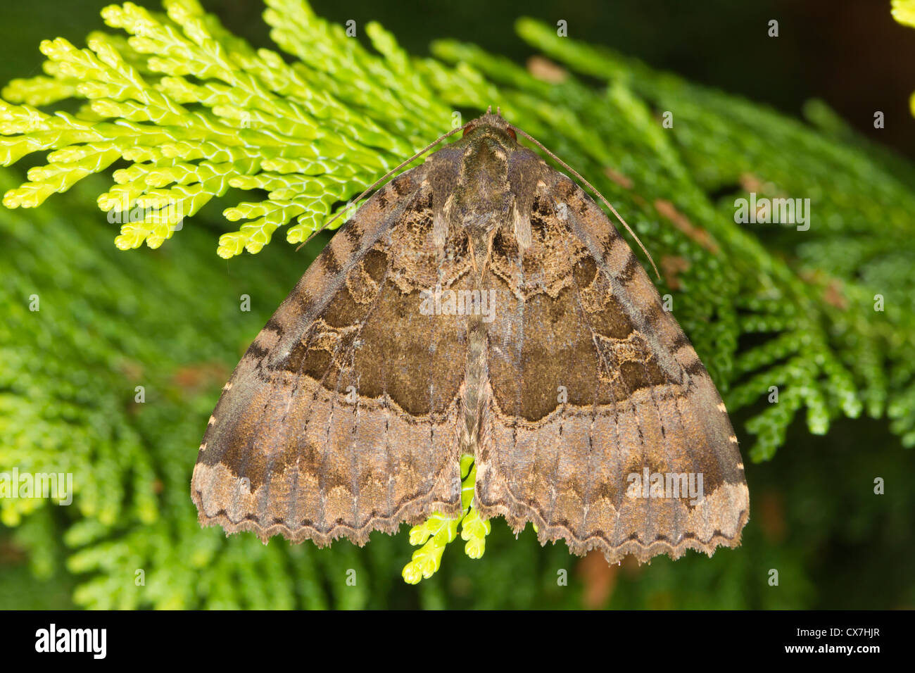 Old Lady (Mormo maura) moth Stock Photo