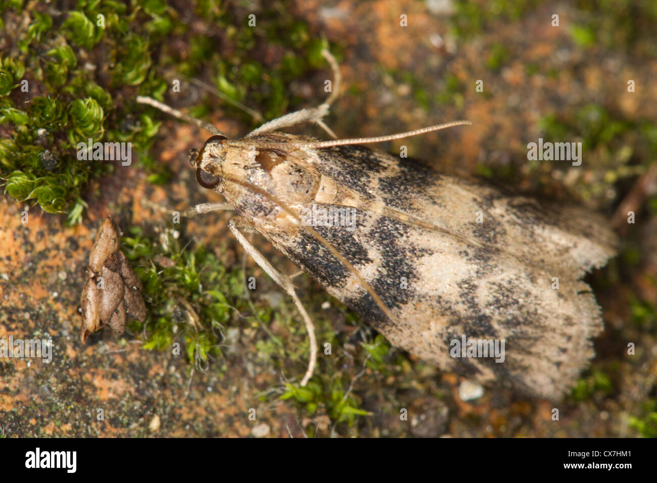 Euzophera pinguis moth Stock Photo