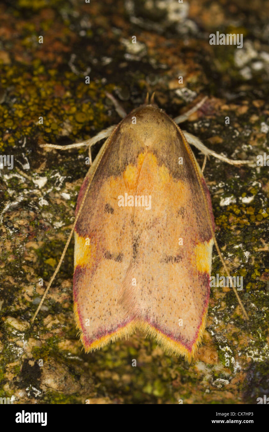 Carcina quercana moth Stock Photo