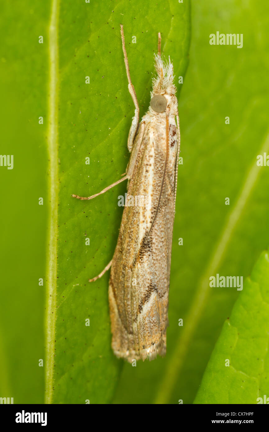 Agriphila geniculea resting on a leaf Stock Photo