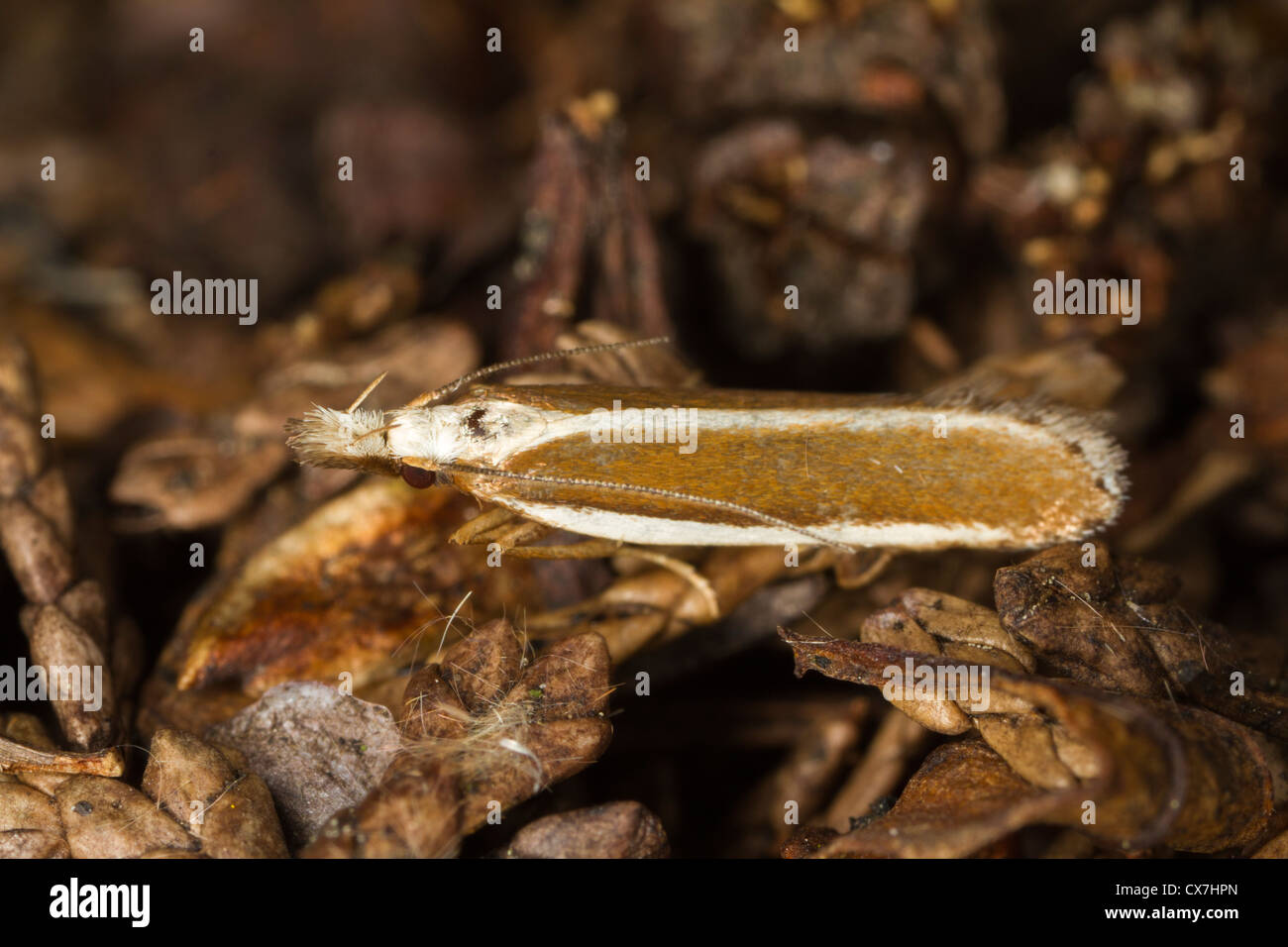 Juniper Webber (Dichromeris marginella) moth Stock Photo