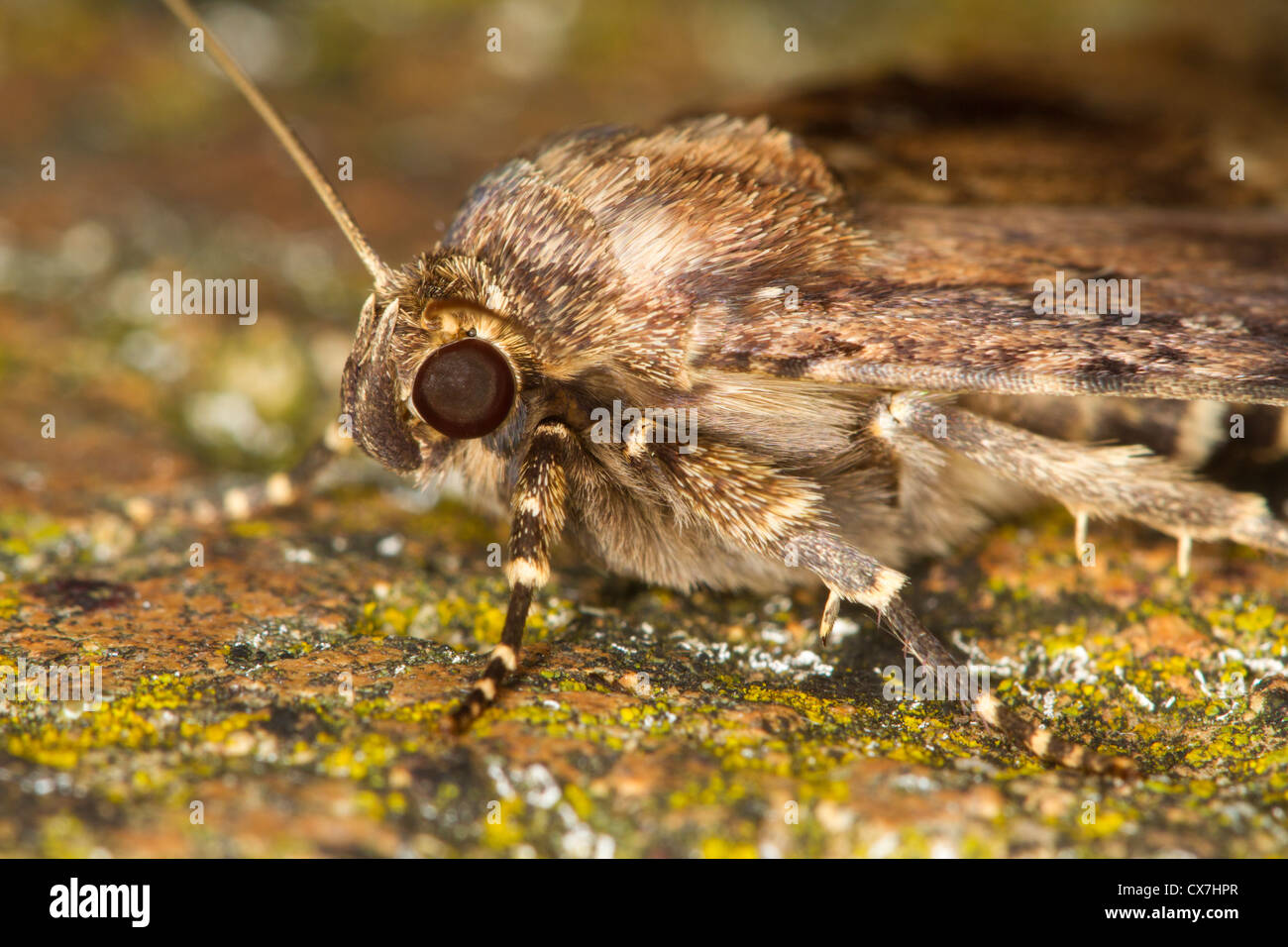 Copper Underwing (Amphipyra pyramidea) moth Stock Photo