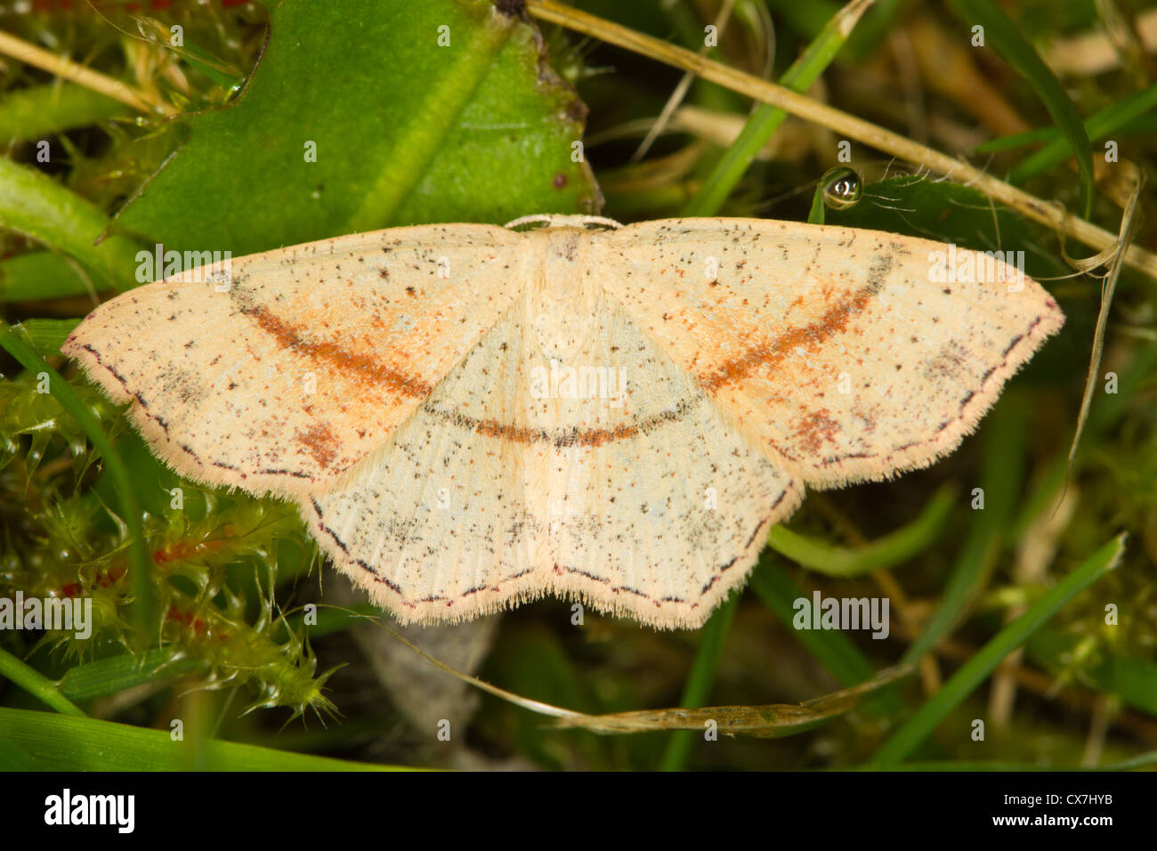Maiden's Blush (Cyclophora punctaria) moth Stock Photo