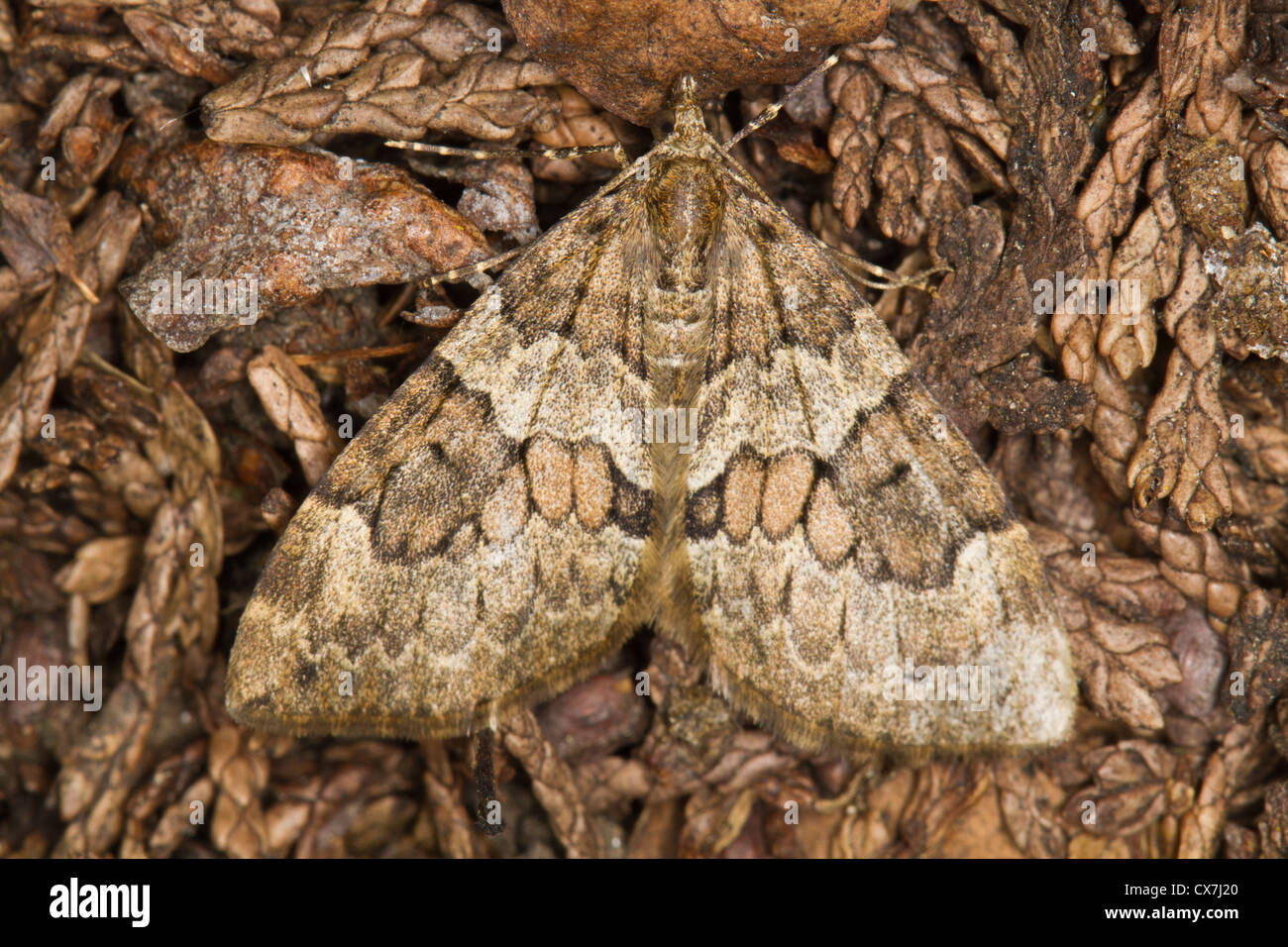 Spruce Carpet (Thera britannica) moth Stock Photo