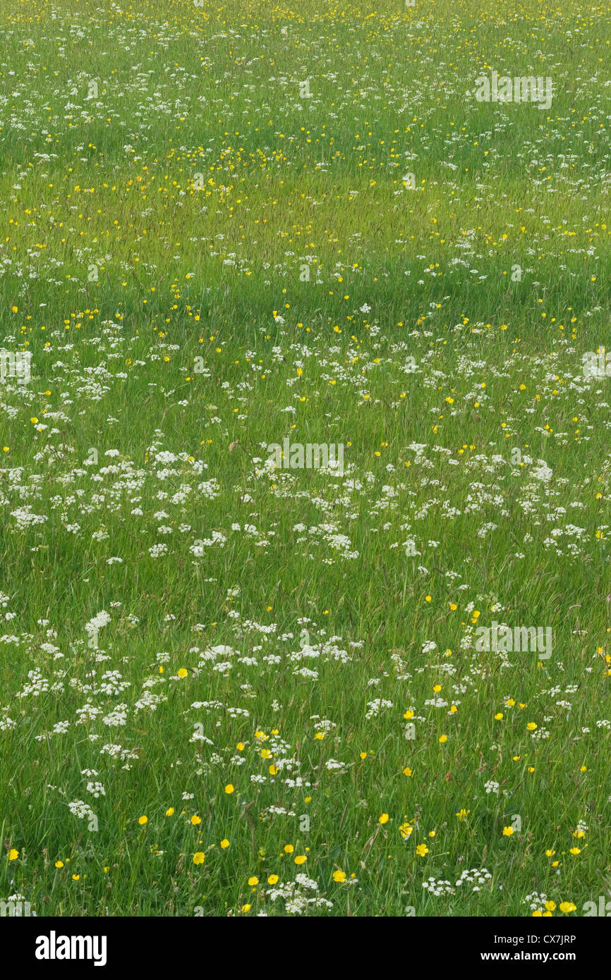 Flower Meadows in June Unst, Shetland, UK LA005907 Stock Photo