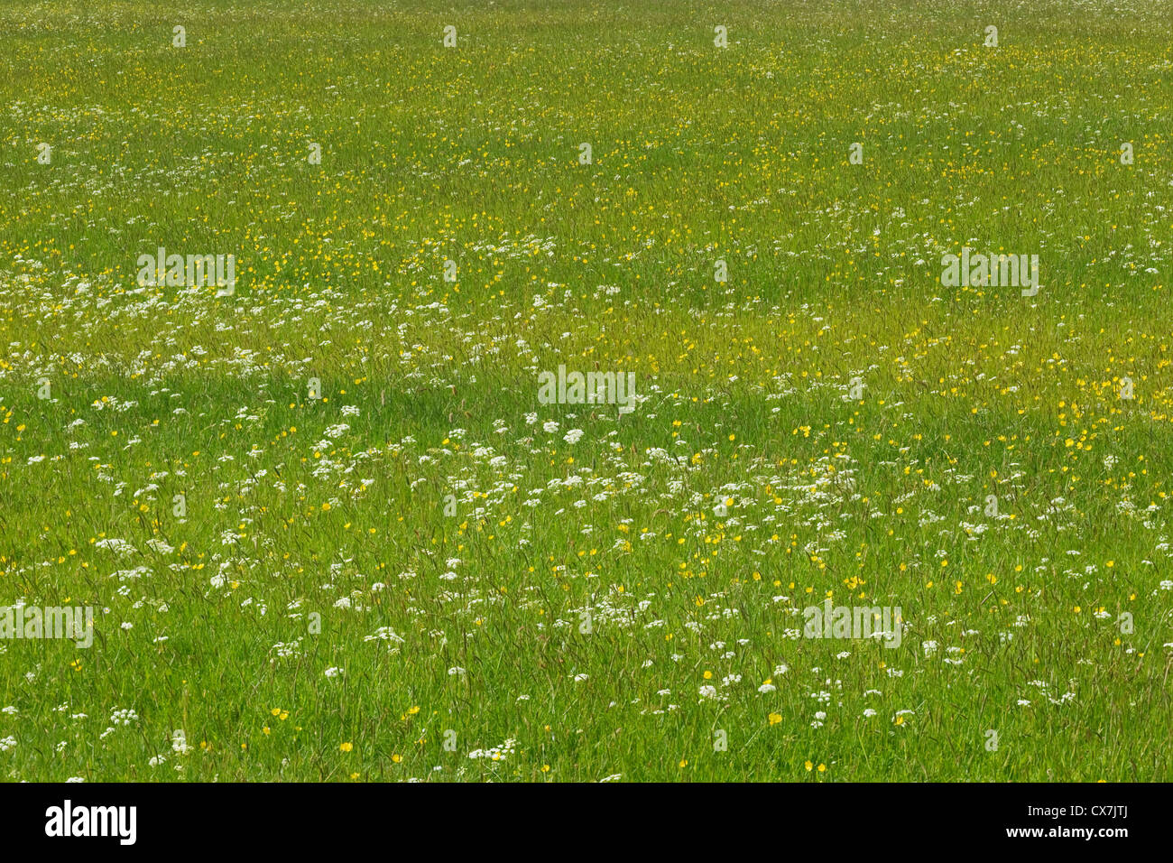 Flower Meadows in June Unst, Shetland, UK LA005910 Stock Photo