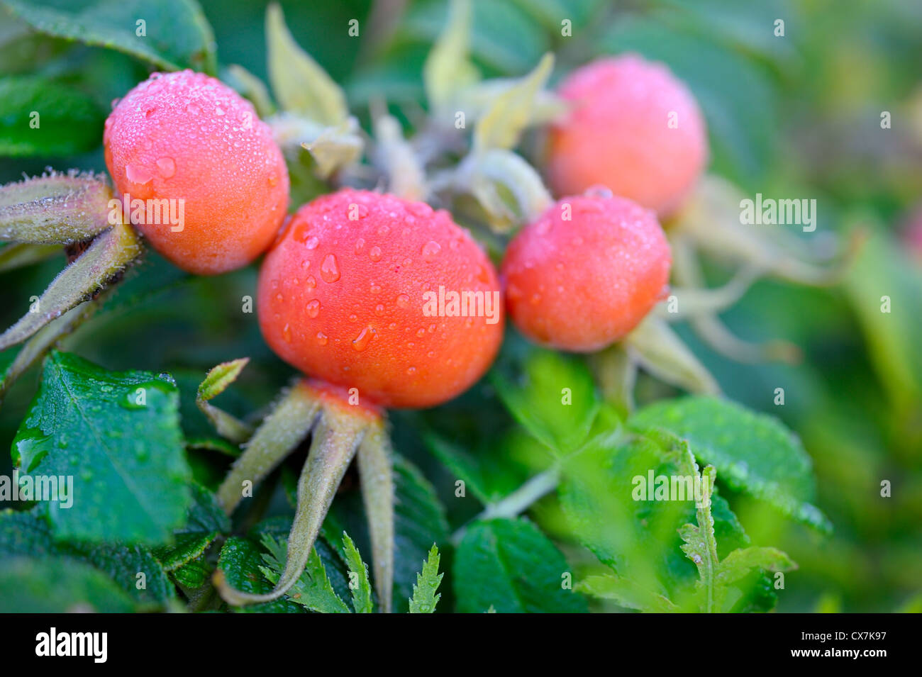 Dog Rose Fruits Stock Photo Alamy