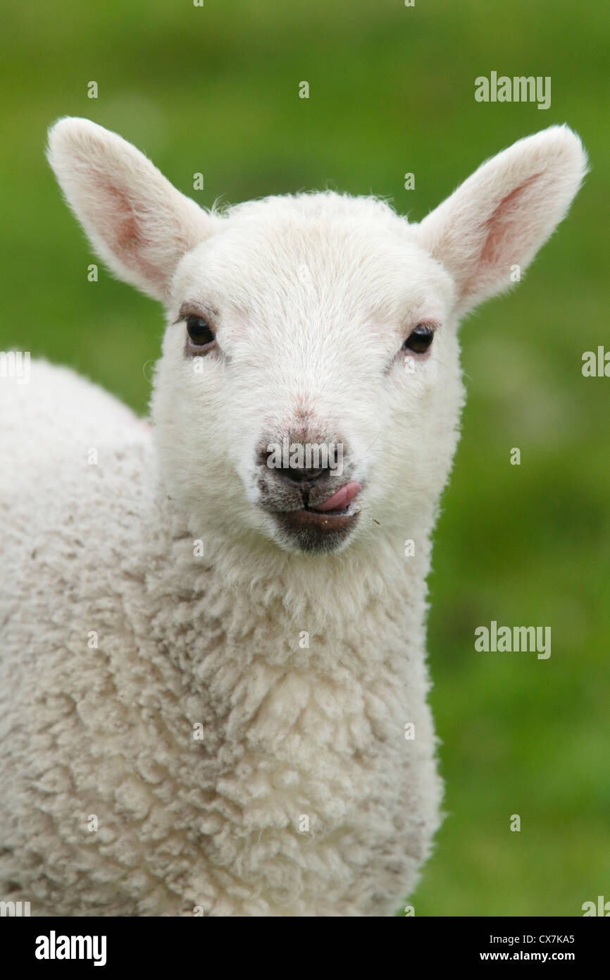 Lamb with tongue out Shetland, UK MA002483 Stock Photo Alamy