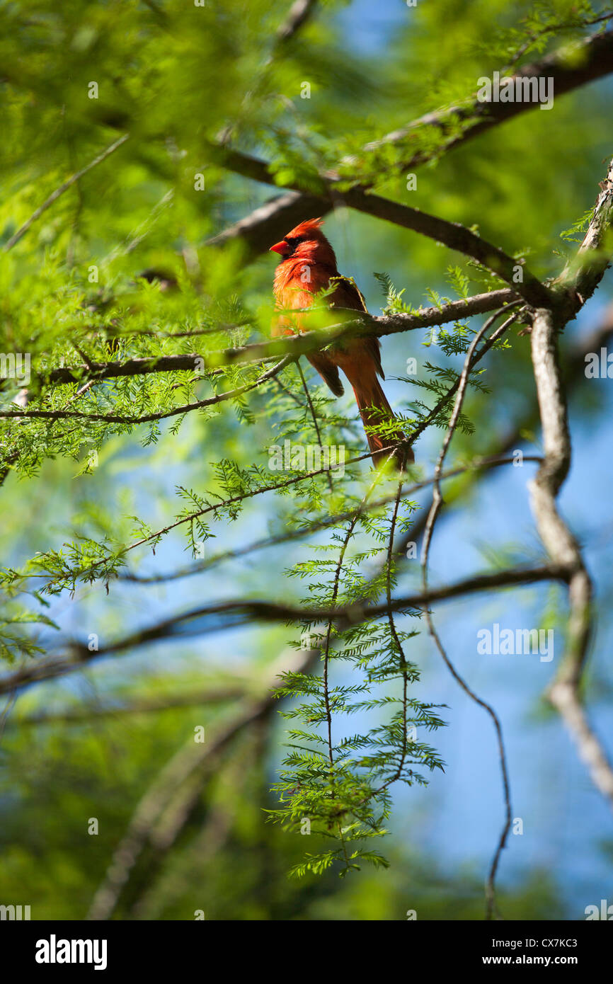 North Carolina's sate bird, the Red Cardinal (Cardinalis cardinalis) Stock Photo