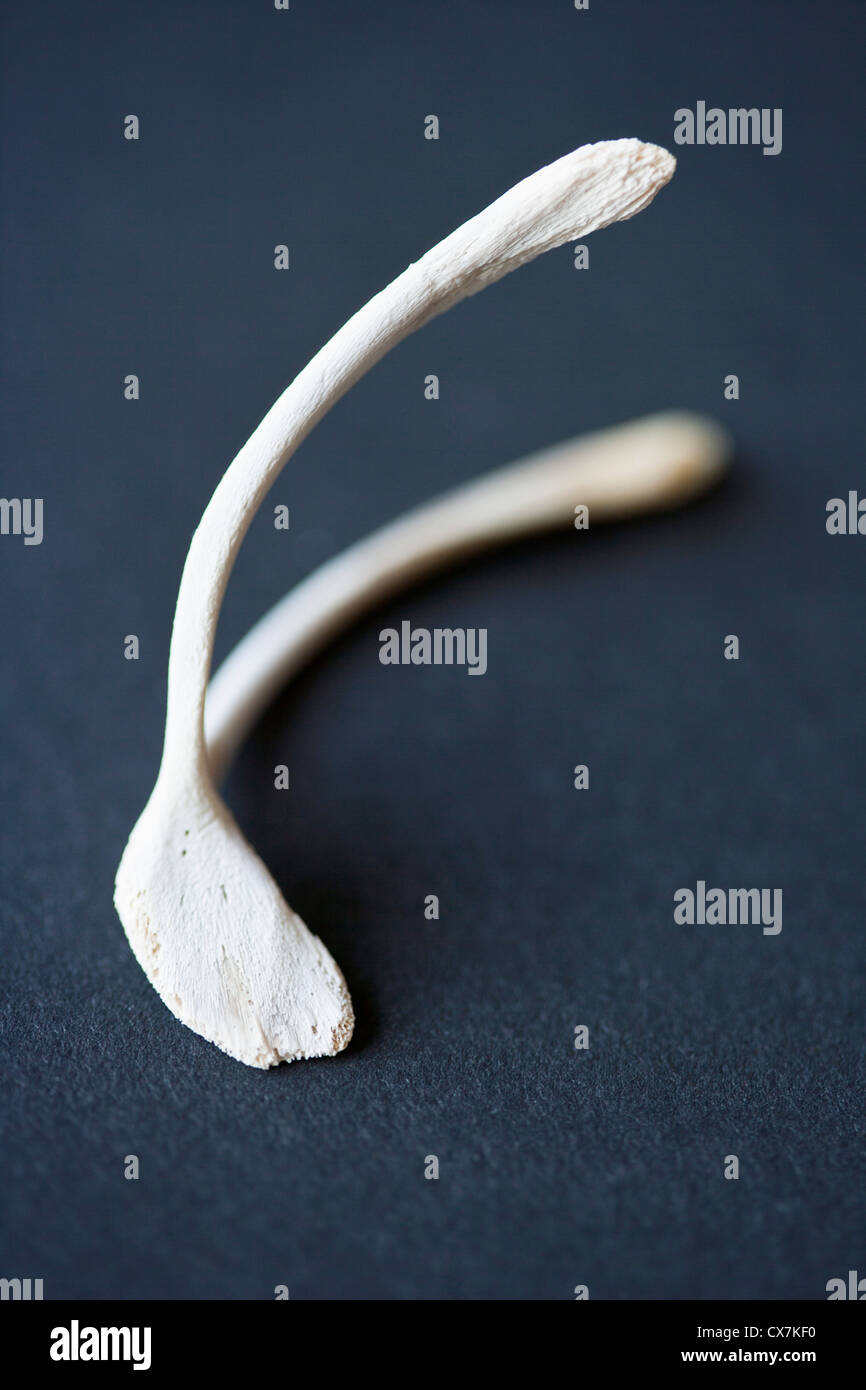 Chicken wishbone Stock Photo Alamy