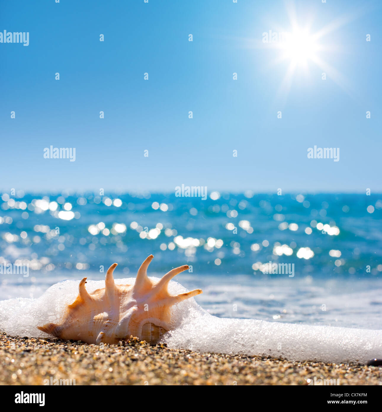 Long Cone Spiral Shape Beige and Light Brown Color Seashell Lying on the  Sandy Beach in Centre with Sea or Ocean Waves Background Stock Photo -  Image of closeup, bright: 196775916
