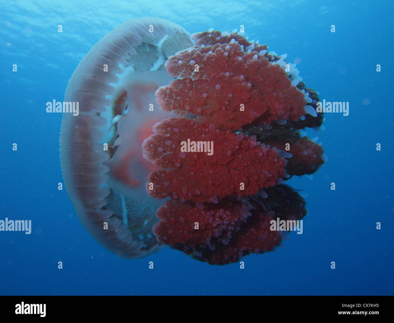 Box jellyfish thailand hires stock photography and images Alamy