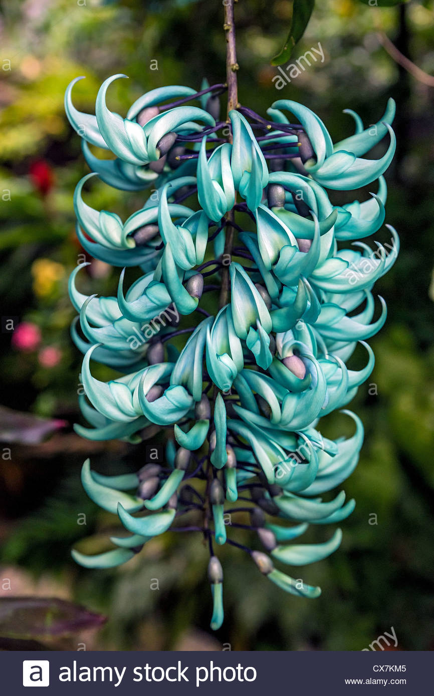 Strongylodon Macrobotrys Stock Photos & Strongylodon Macrobotrys Stock Images Alamy