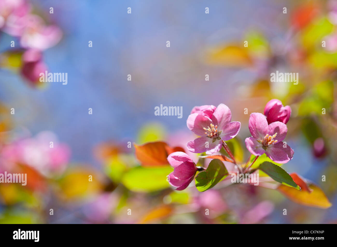 pink blossom branch macro shot Stock Photo