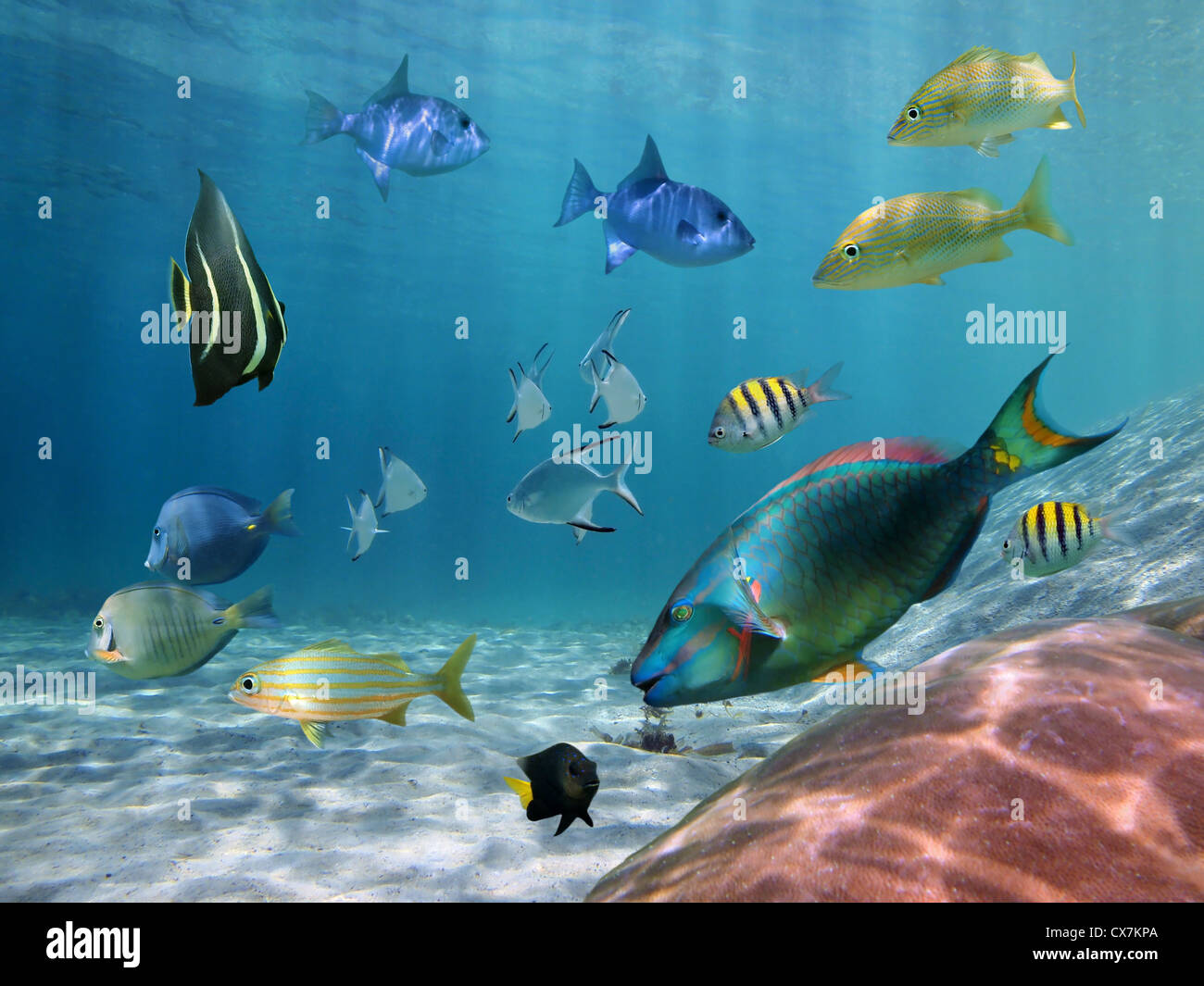 Tropical fishes underwater sea in the Caribbean Stock Photo
