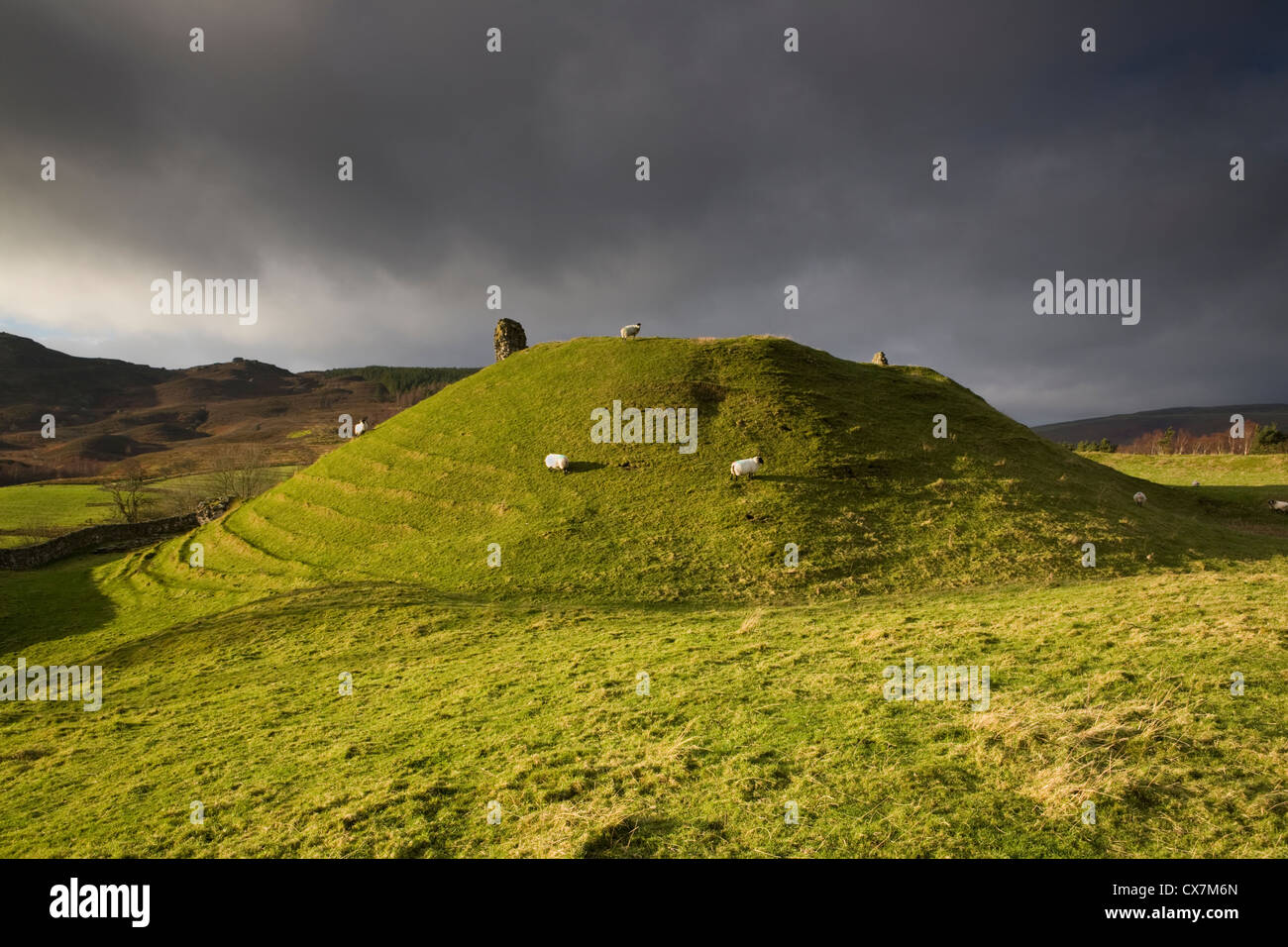 Sheep graze the ruined motte and bailey castle at Harbottle Castle in Northumberland National Park, England Stock Photo