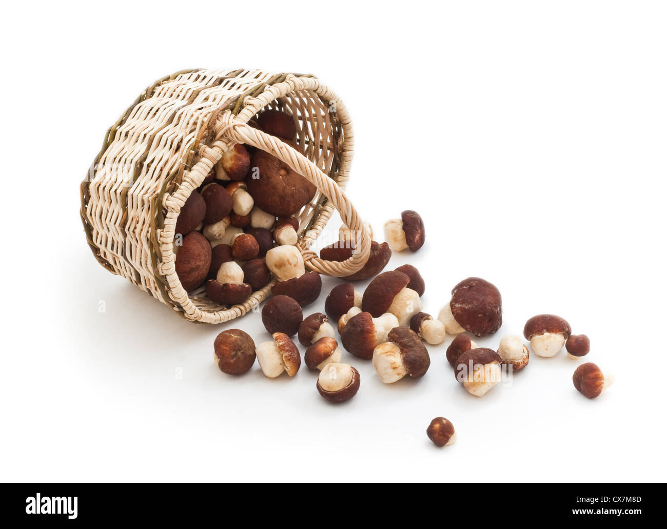 Basket full of cepe mushrooms and small pile Stock Photo