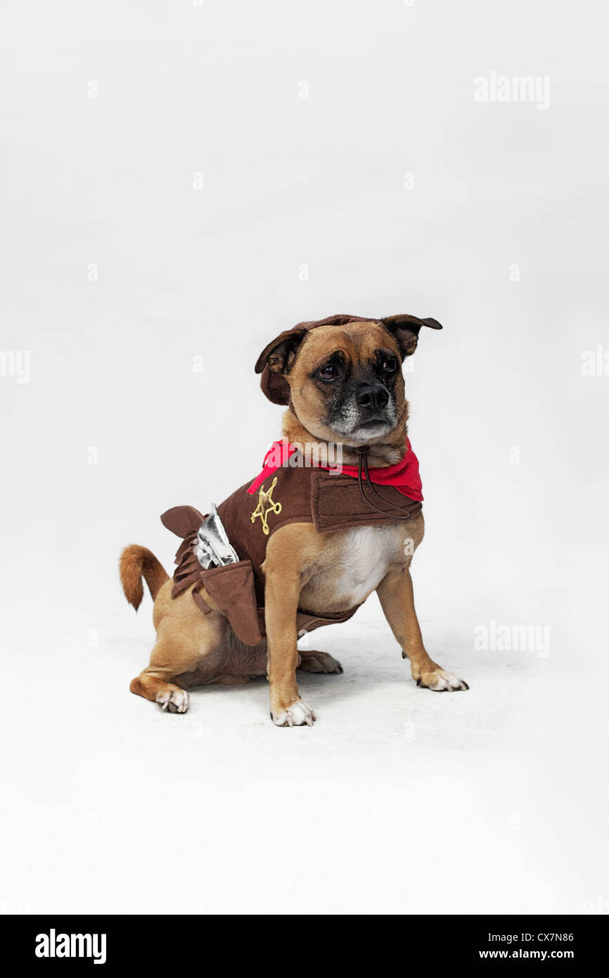 Do Pugs And Jack Russells Get Along