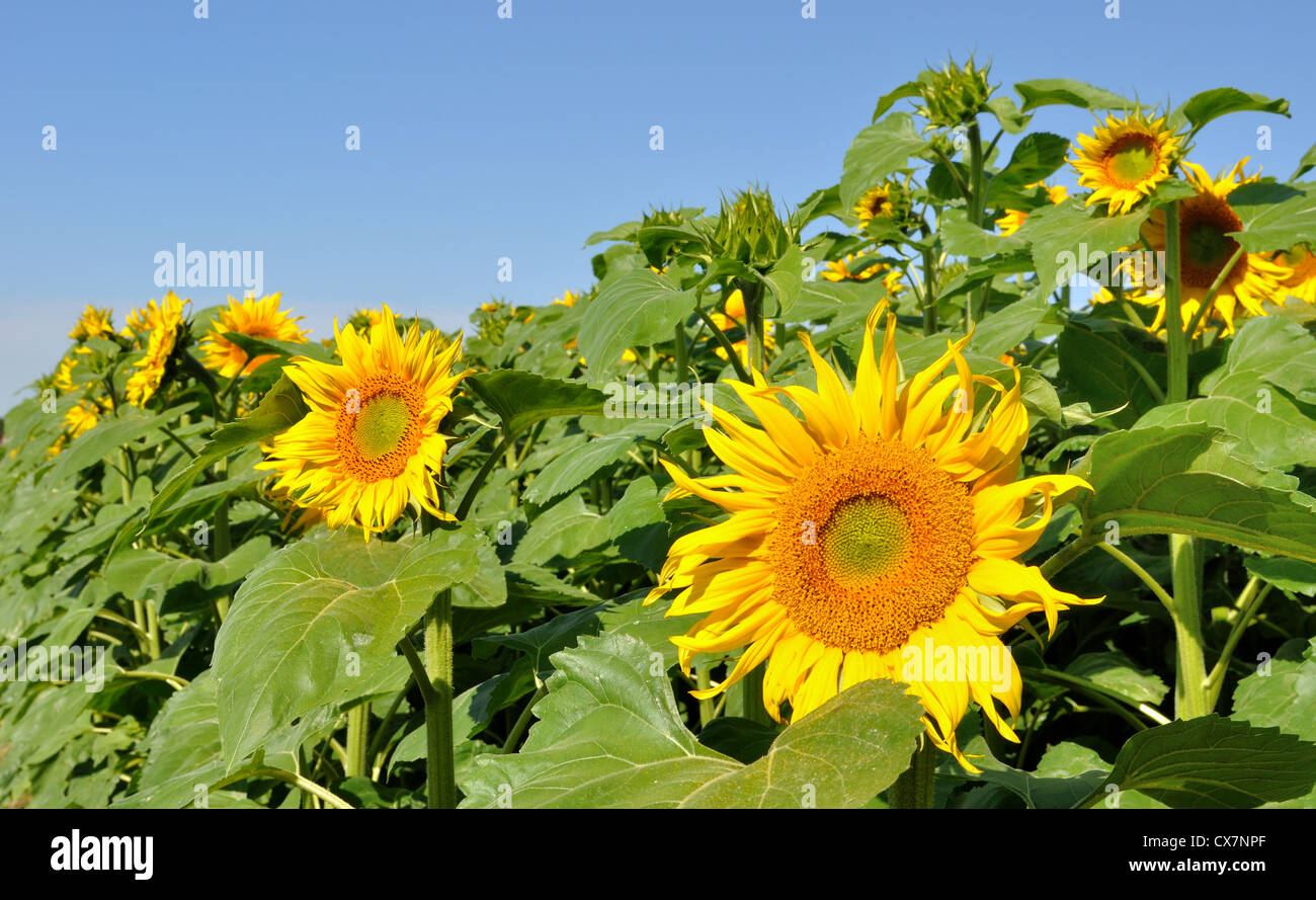 field of sunflowers under blue sky Stock Photo - Alamy