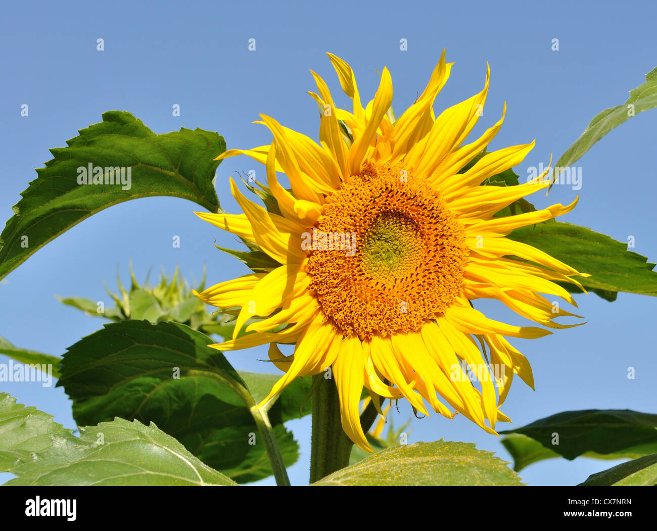 beautiful sunflower under the blue sky Stock Photo - Alamy