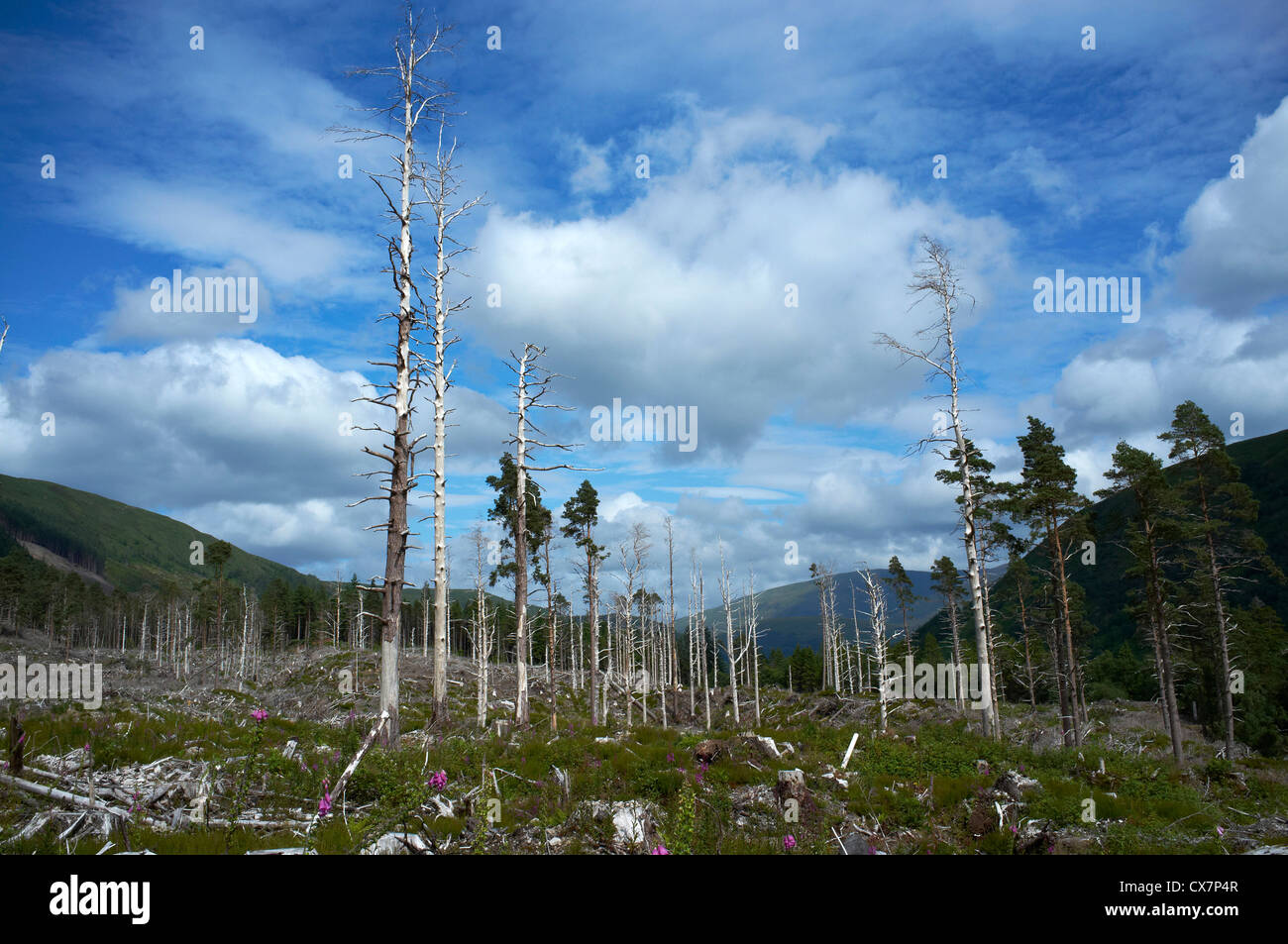 Cut down Forest, nr Lochcarron, Wester Ross, Scotland Stock Photo