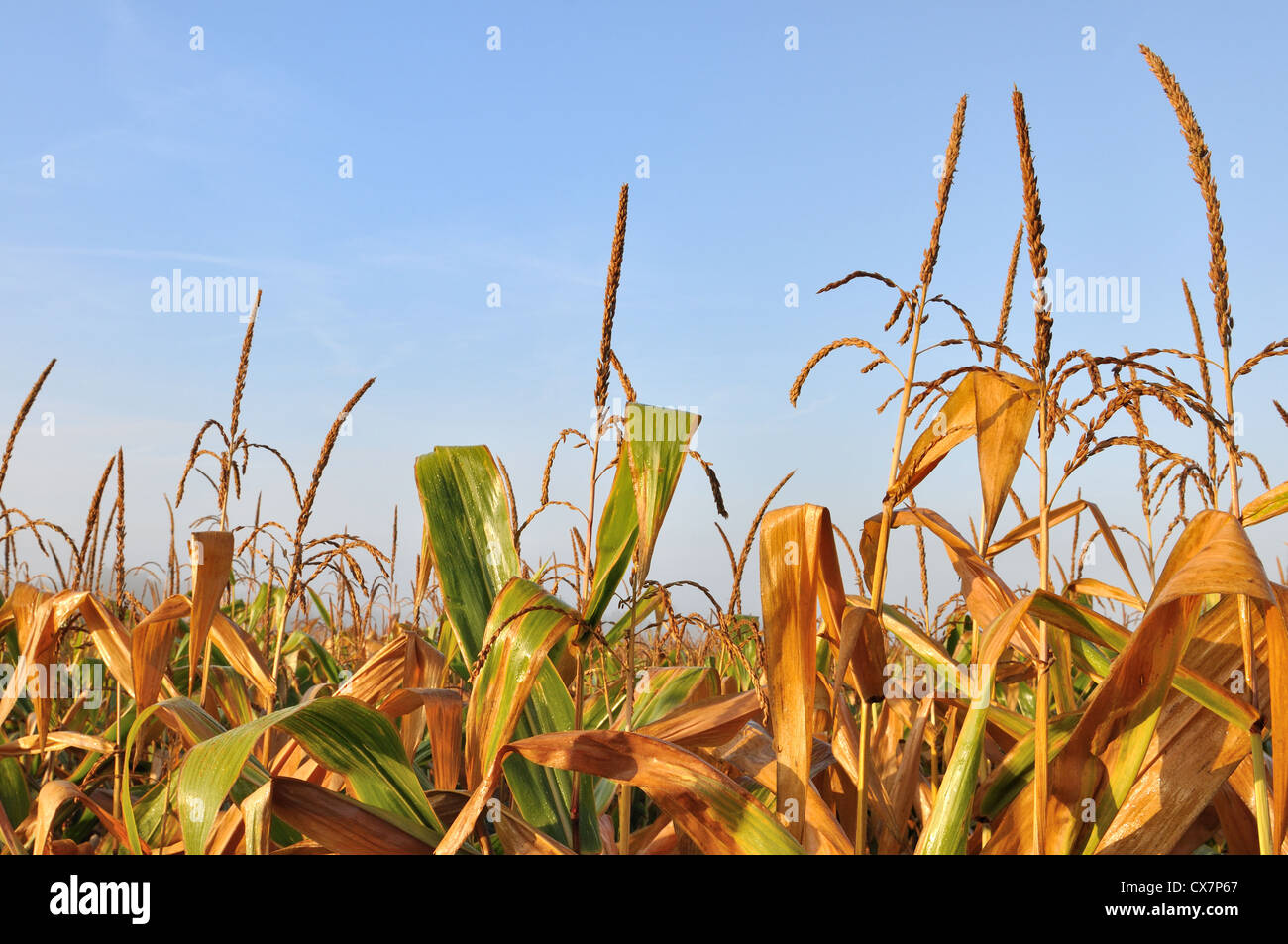 golden leaves of maize under blue sky Stock Photo