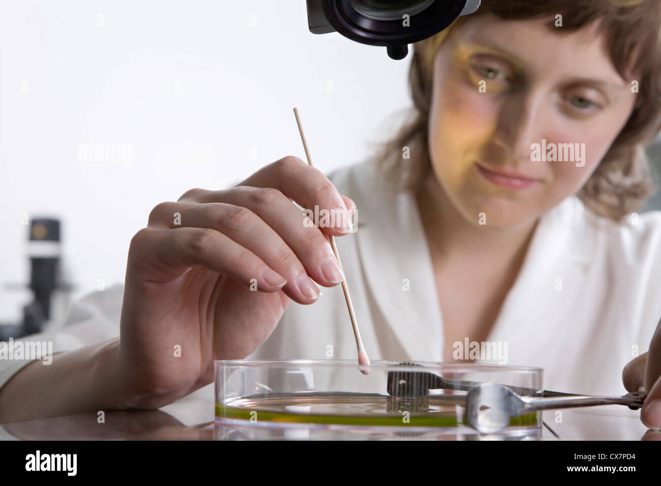 A research technician using a cotton swab on liquid in a Petri dish Stock Photo
