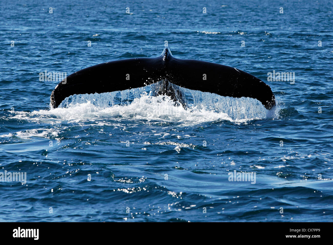 Tail of a Humpback whale , Húsavik Iceland Stock Photo - Alamy