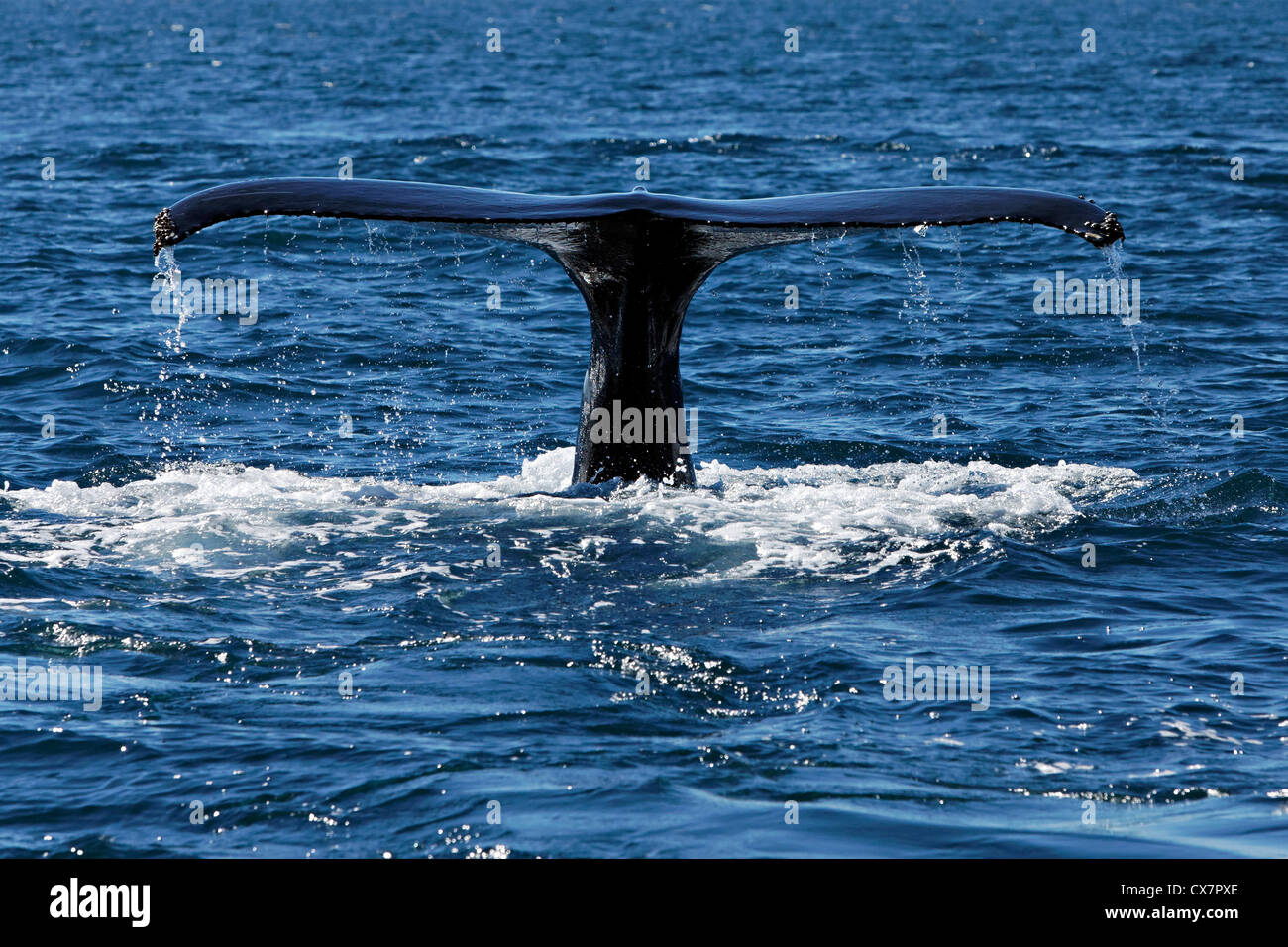 Tail of a Humpback whale , Húsavik Iceland Stock Photo - Alamy