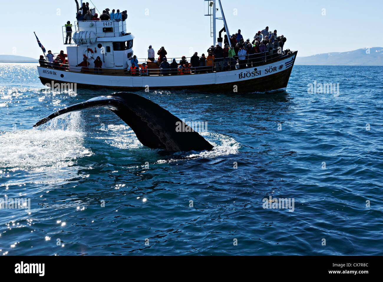 Humpback whale and boat, Húsavik Iceland Stock Photo - Alamy