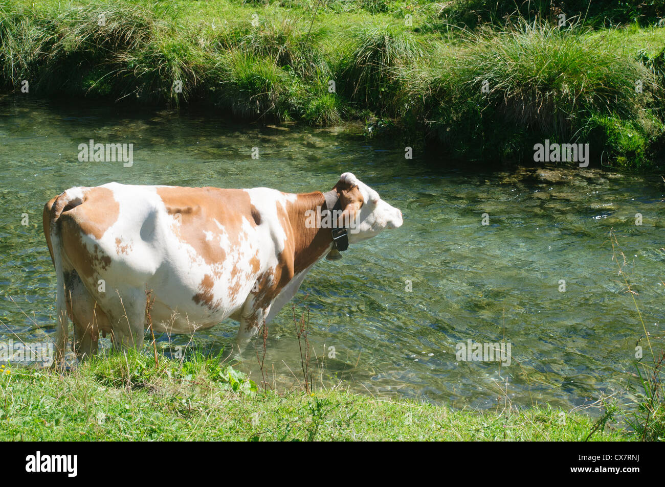 Austria, Tyrol, Free roaming Cows Stock Photo