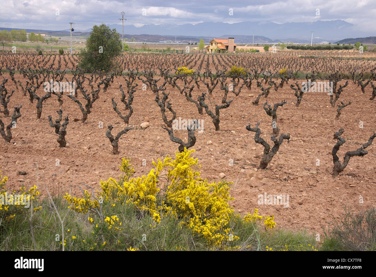Vineyards in the Rioja region of Spain seen in early springtime. Stock Photo