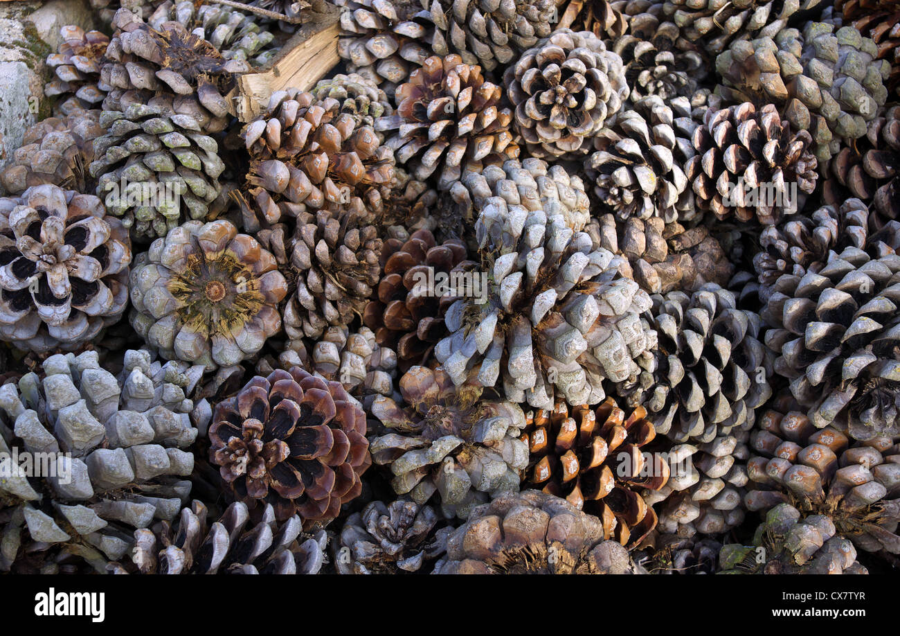 Pine cones Stock Photo