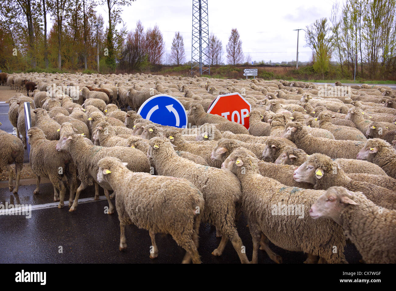 Herd of sheep crossing a main road in Spain Stock Photo - Alamy