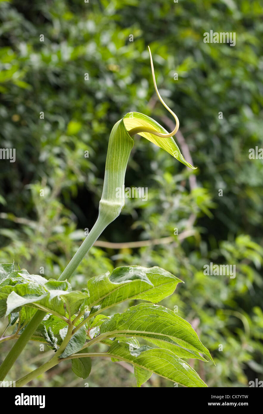 The Whipcord cobra lily is common in lower Tsum Valley, Nepal Stock Photo