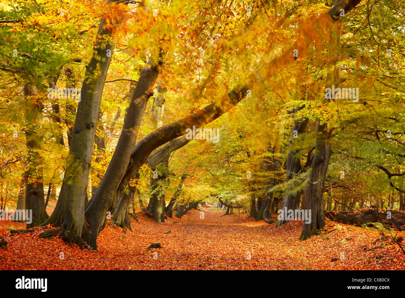 Autumnal Beech Tree Woodland, UK Stock Photo