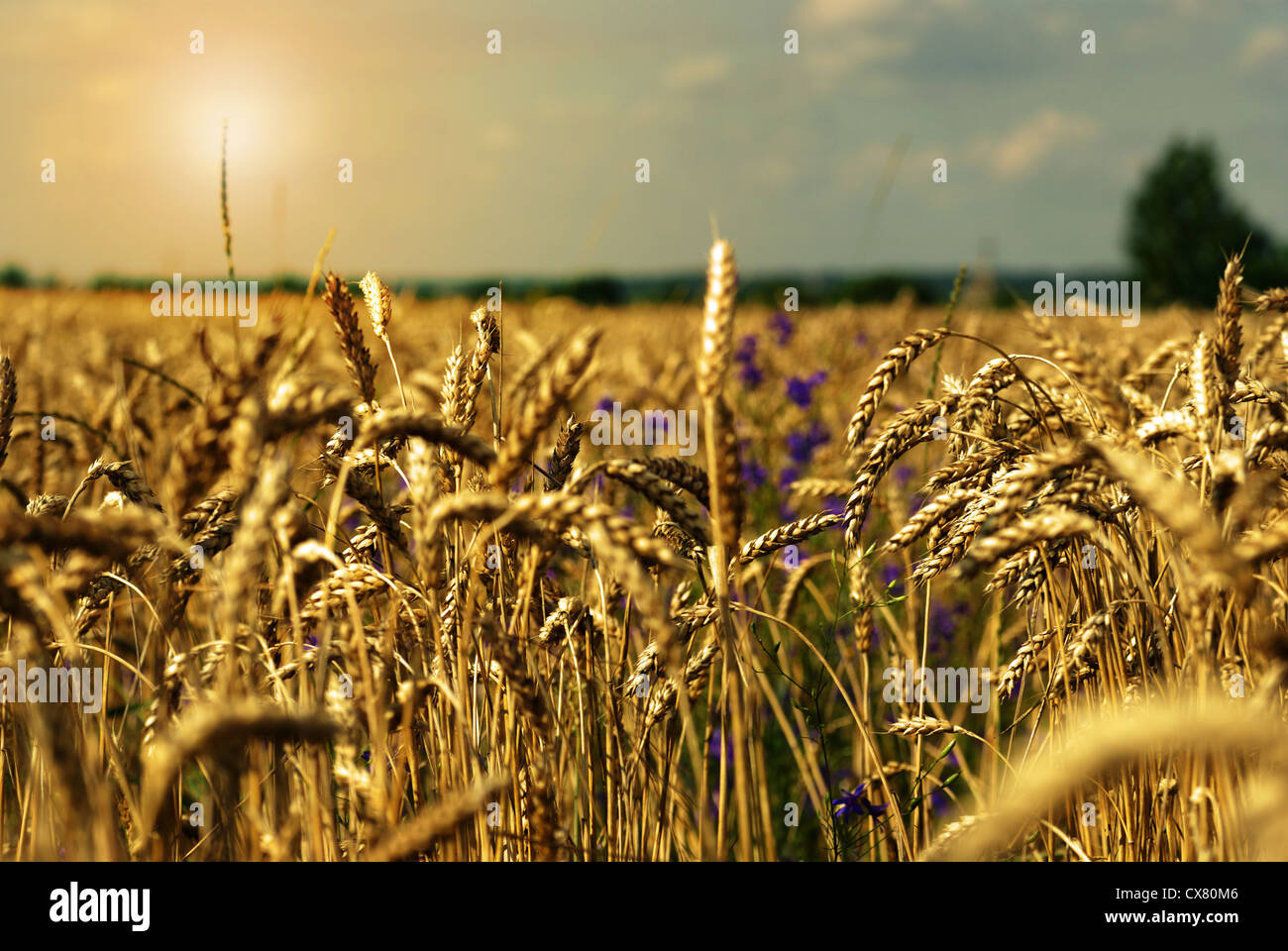 Golden wheat field under sunny blue sky Stock Photo - Alamy