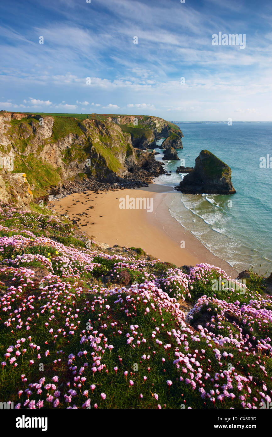 Early summer on the clifftop overlooking Bedruthan Steps Stock Photo