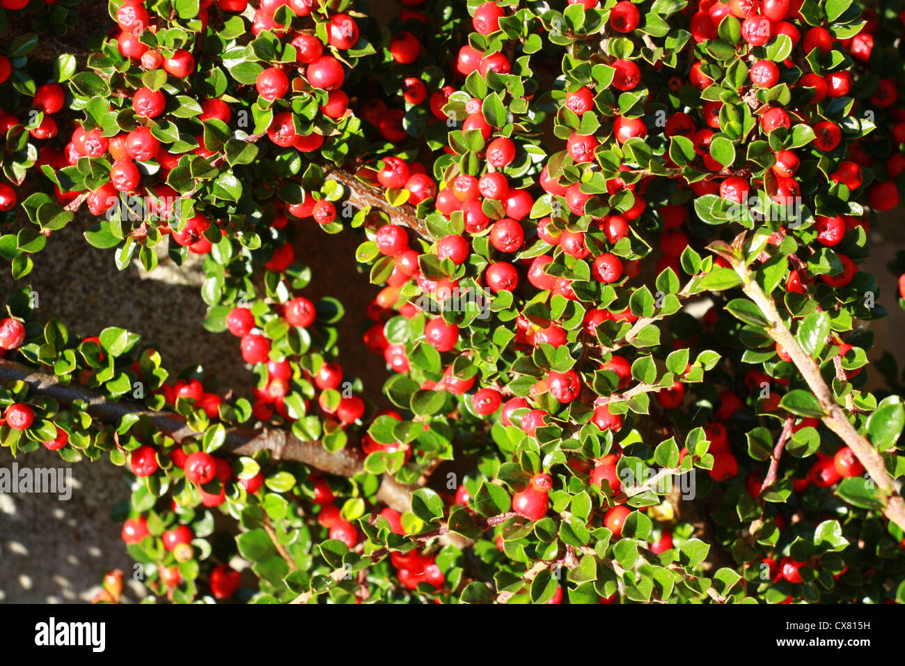 Cotoneaster horizontalis bush climbing up a sun-warmed south-facing ...