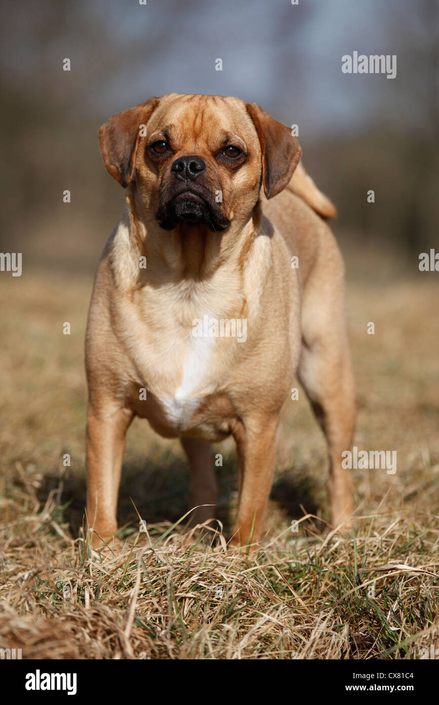 Puggles hi-res stock photography and images - Alamy